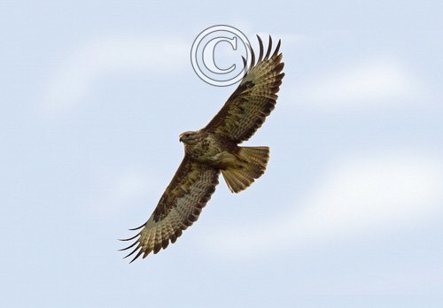 Common Buzzard in Flight DM0450